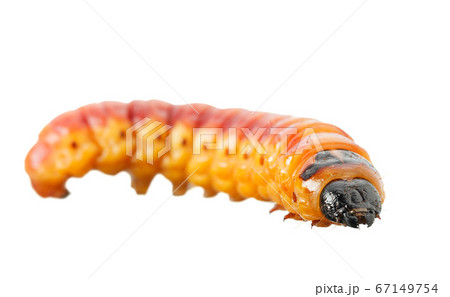 Large Goat Moth Caterpillar Stock Photo