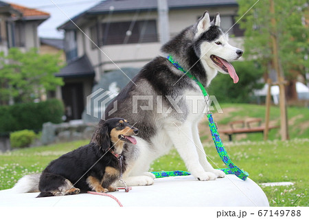 シベリアンハスキーとミニチュアダックスの写真素材
