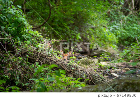 White-tailed deer fawn looks over fallen log at camera in idyllic woodland stream setting White-tailed deer fawn looks over fallen log at camera in idyllic woodland stream setting 67149830