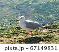 A wild seagull walking and looking for food near the water beach under sunlight 67149831