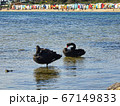 Black swans with number looking for food on the water under sunlight. Wild animal under control in 67149833