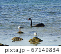 Black swans and seagulls resting on the water under sunlight. Wild animal in their habitat. 67149834