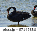 Black swan with number resting on the water under sunlight. Wild animal under control in nature. 67149838