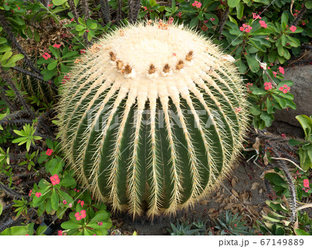 サボテン　キンシャチ 67149889