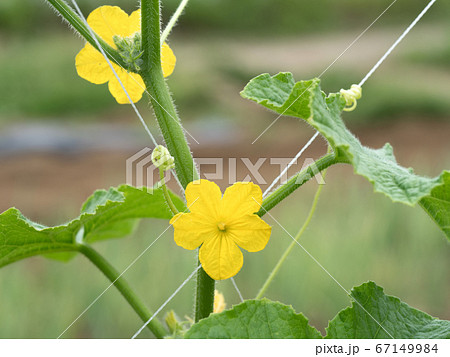 キュウリの雄花の写真素材