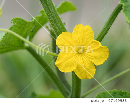 キュウリの雄花の写真素材
