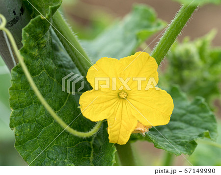 キュウリの雄花 67149990