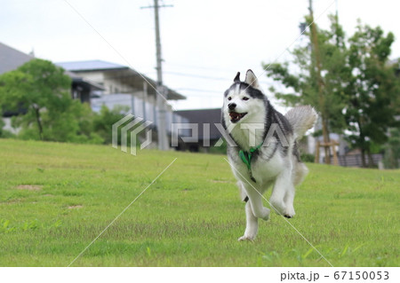 走るシベリアンハスキー 67150053