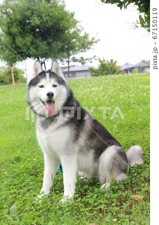 シベリアンハスキーの写真素材