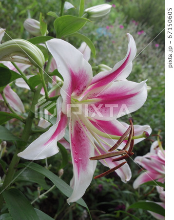百合-ピンクブリリアント- 百合-ピンクブリリアント- 67150605