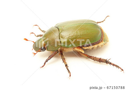 アオドウガネ 67150788