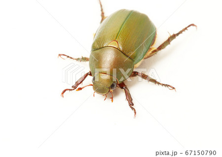 アオドウガネ 67150790