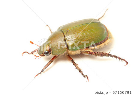 アオドウガネ アオドウガネ 67150791