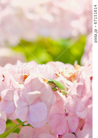 ピンクの紫陽花とケロさま 67151614
