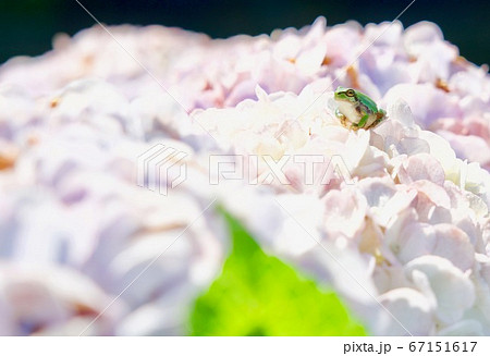 紫陽花と微笑むケロさま 67151617