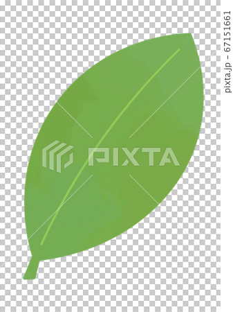 ローリエのイラスト 67151661