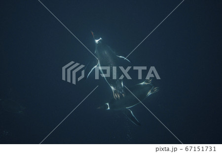 水中のジェンツーペンギン 水中のジェンツーペンギン 67151731