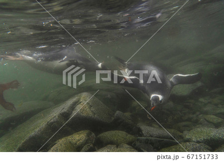 水中のジェンツーペンギン 67151733