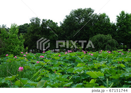 本庄総合公園の古代蓮 67151744