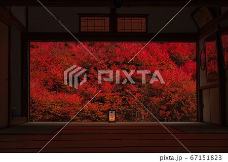 灯台躑躅 安国寺3 灯台躑躅 安国寺3 67151823