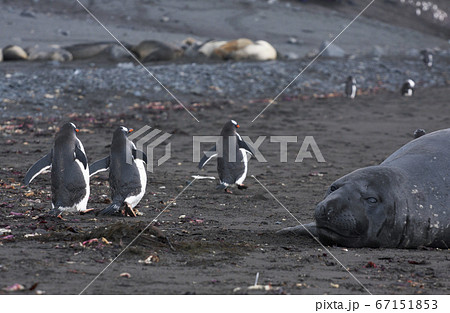 ミナミゾウアザラシとジェンツーペンギン 67151853