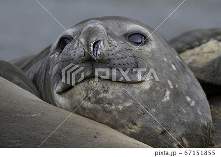 ミナミゾウアザラシ 67151855