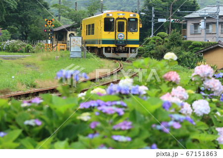 いすみ鉄道「紫陽花咲く沿線風景」西畑駅を背景に 67151863