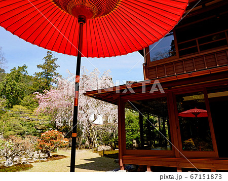 大津市　坂本　旧竹林院の枝垂れ桜 67151873