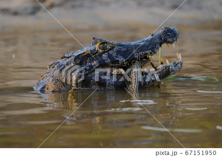 カイマン 67151950