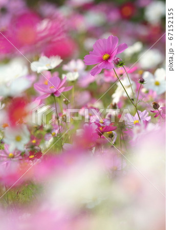 コスモス 67152155