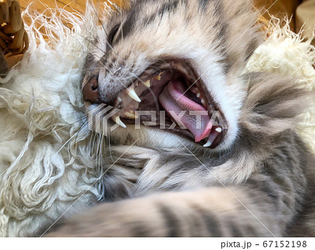 opened mouth of a tabby cat yawning opened mouth of a tabby cat yawning 67152198