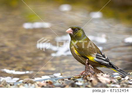 カワラヒワ 野鳥 カワラヒワ 野鳥 67152454
