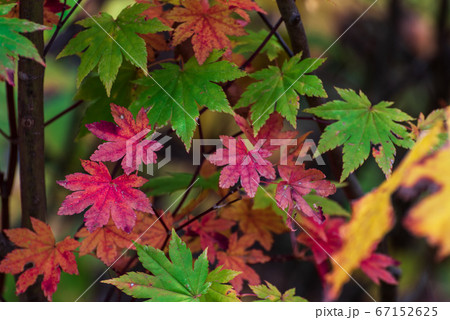 山地の紅葉 山地の紅葉 67152625