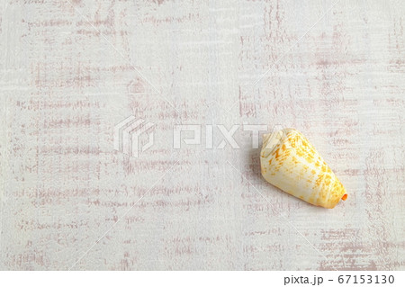 雑貨 貝殻 雑貨 貝殻 67153130