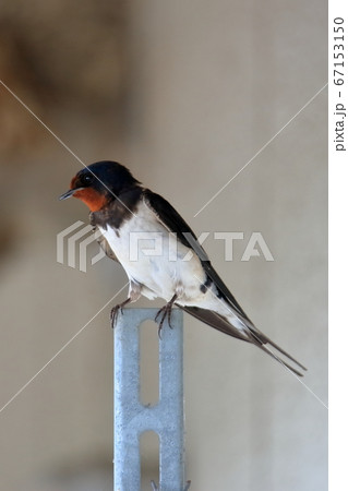 ツバメ ツバメ 67153150