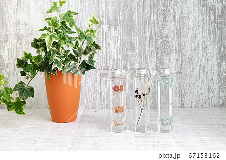 雑貨　ハーバリウムとアイビー 67153162