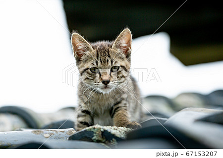 cat on the roof cat on the roof 67153207