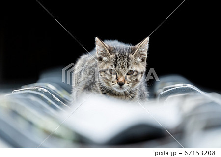 cat on the roof cat on the roof 67153208