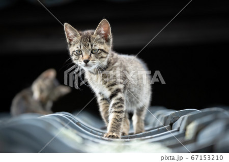 cat on the roof cat on the roof 67153210