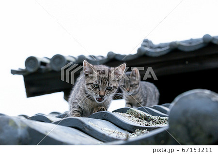 cat on the roof cat on the roof 67153211