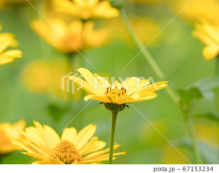 ヘリアンサス・レモンクィーン ヘリアンサス・レモンクィーン 67153234