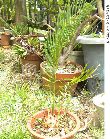 種から育てた我が家のソテツ苗の写真素材
