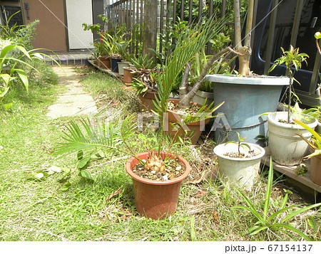 種から育てた我が家のソテツ苗 67154137