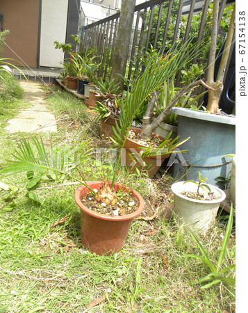 種から育てた我が家のソテツ苗の写真素材