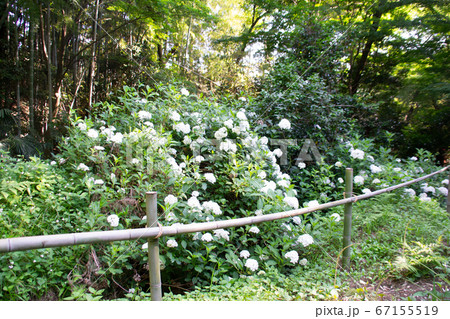 白い紫陽花 67155519