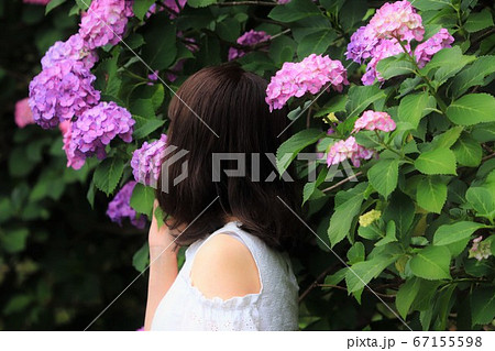 紫陽花に触れる若い女性 紫陽花に触れる若い女性 67155598