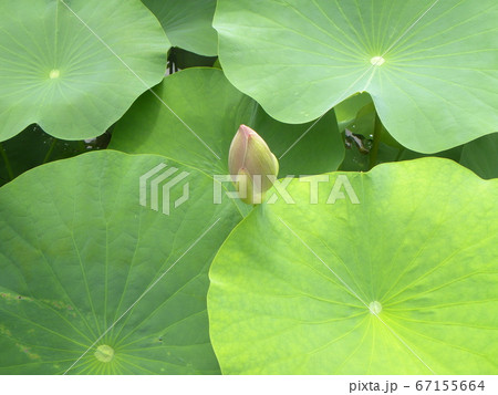 千葉公園のオオガハスの蕾 千葉公園のオオガハスの蕾 67155664