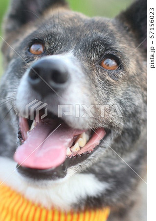 笑顔で見つめる虎毛の犬 67156023