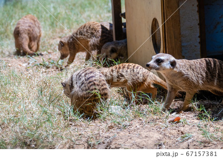 Family of meerkats around home 67157381