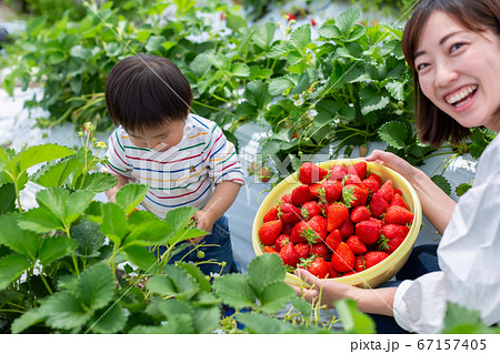 家族で苺狩り　幼児　いちご狩り 67157405